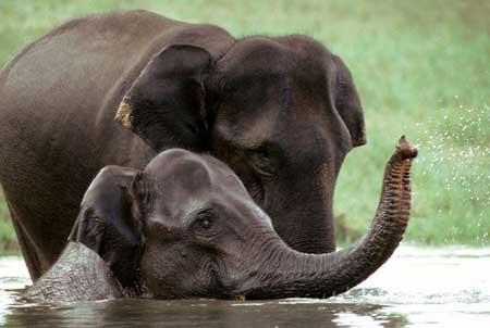 Kerala Wildlife